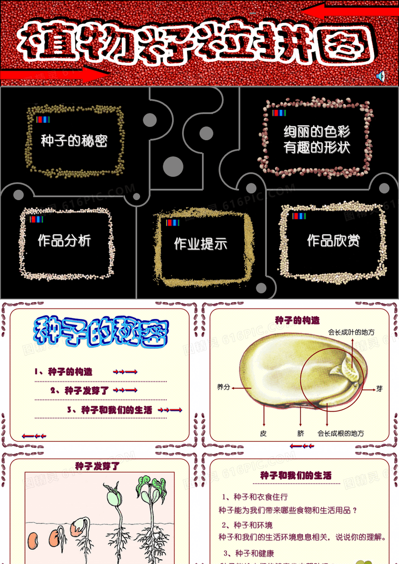 植物种子拼图