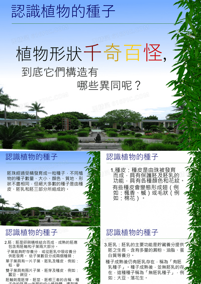 认识植物的种子