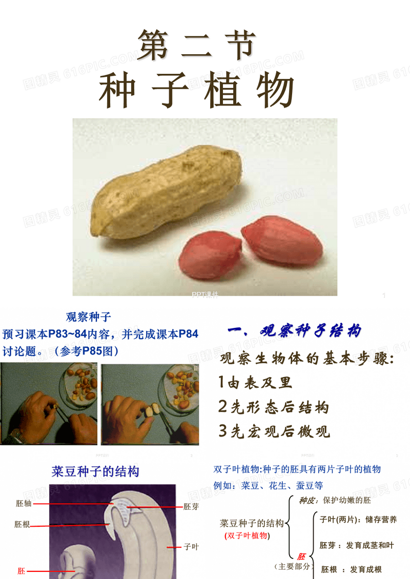 种子植物  ppt课件