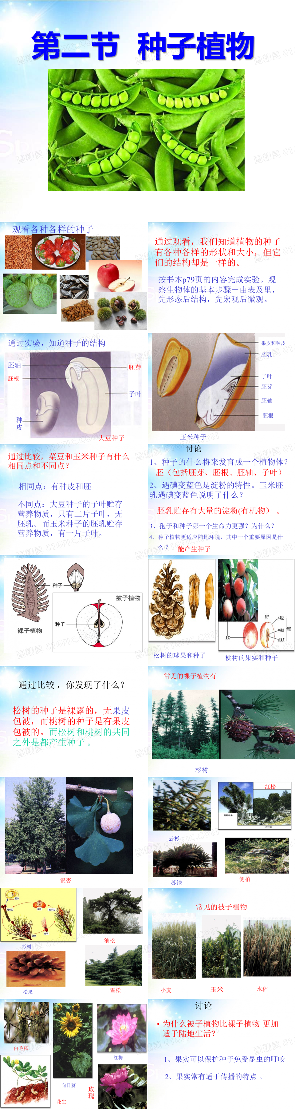 植物种子图片及名称图片