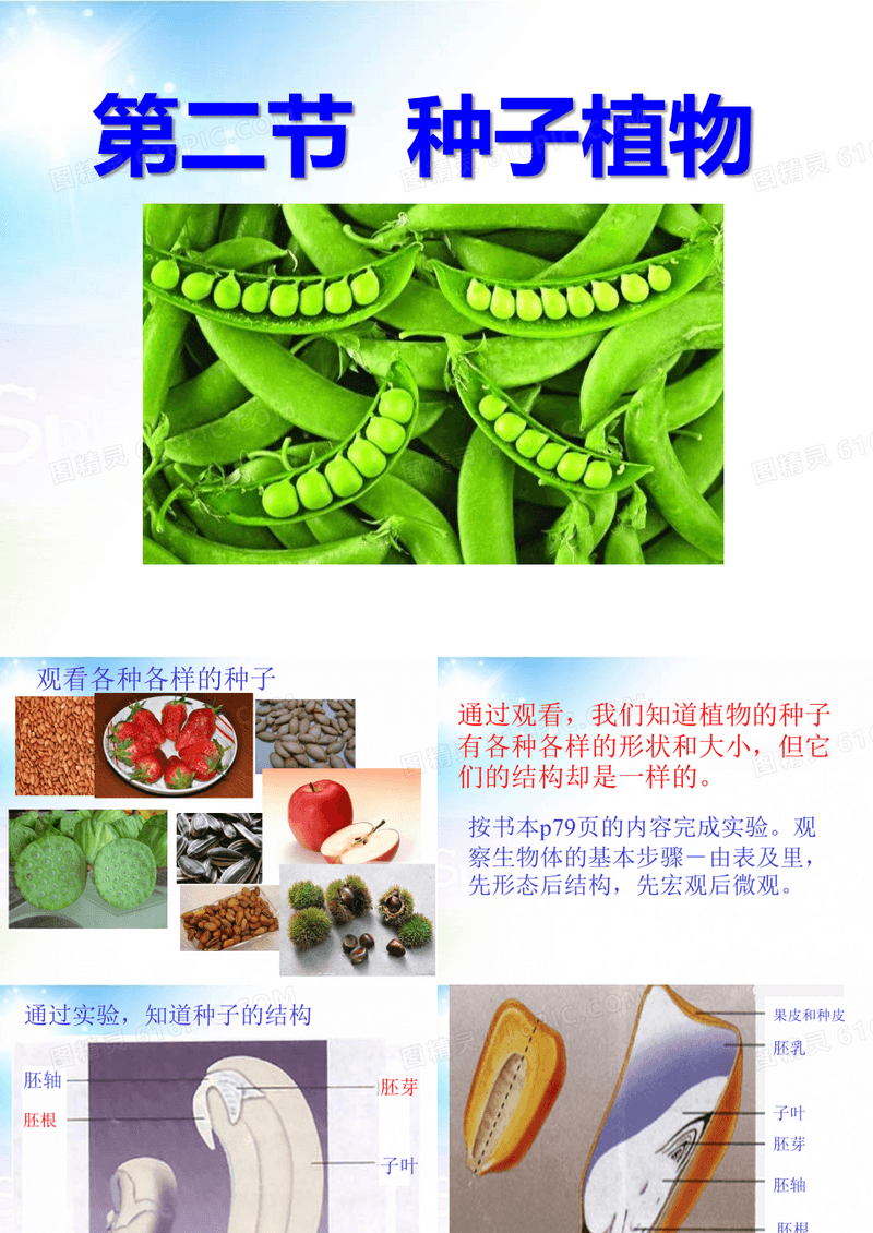 种子植物ppt课件