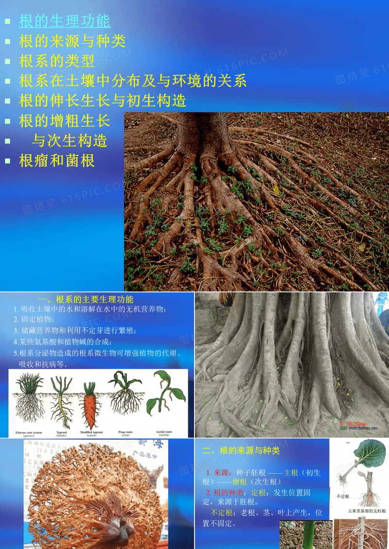 种子植物的营养器官