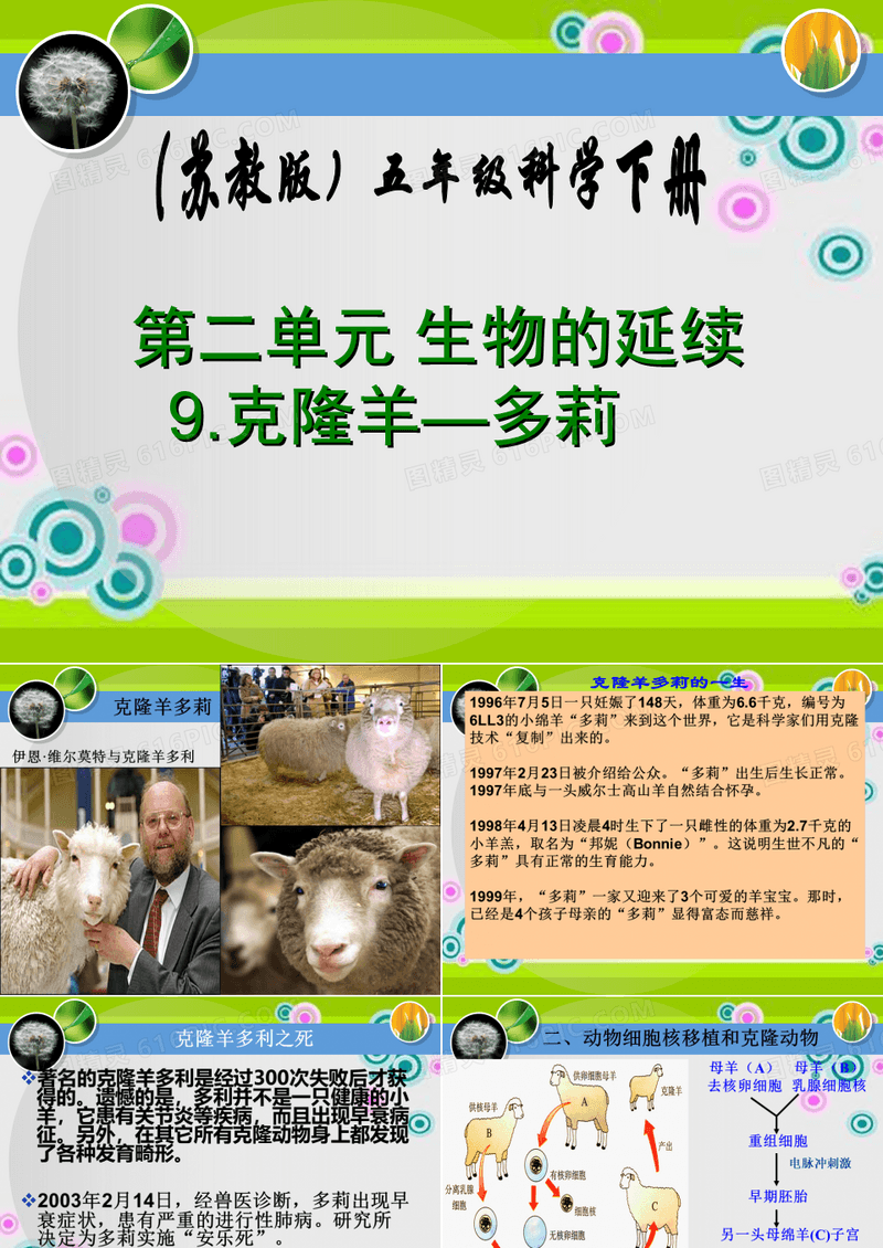 五年级下册科学课件-2.9 克隆羊 多莉 ｜冀教版  (共20张PPT)