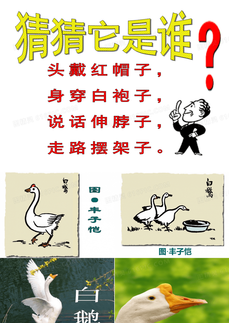 .白鹅
