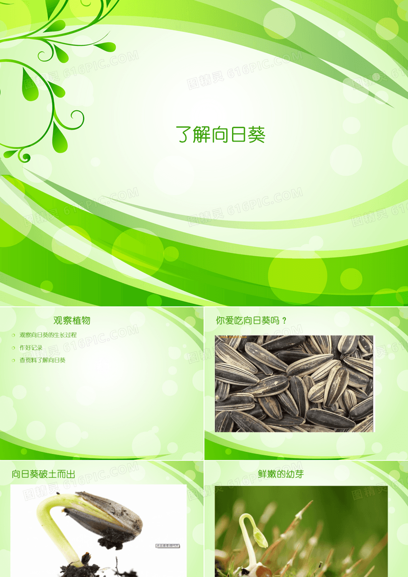 向日葵(观察植物)