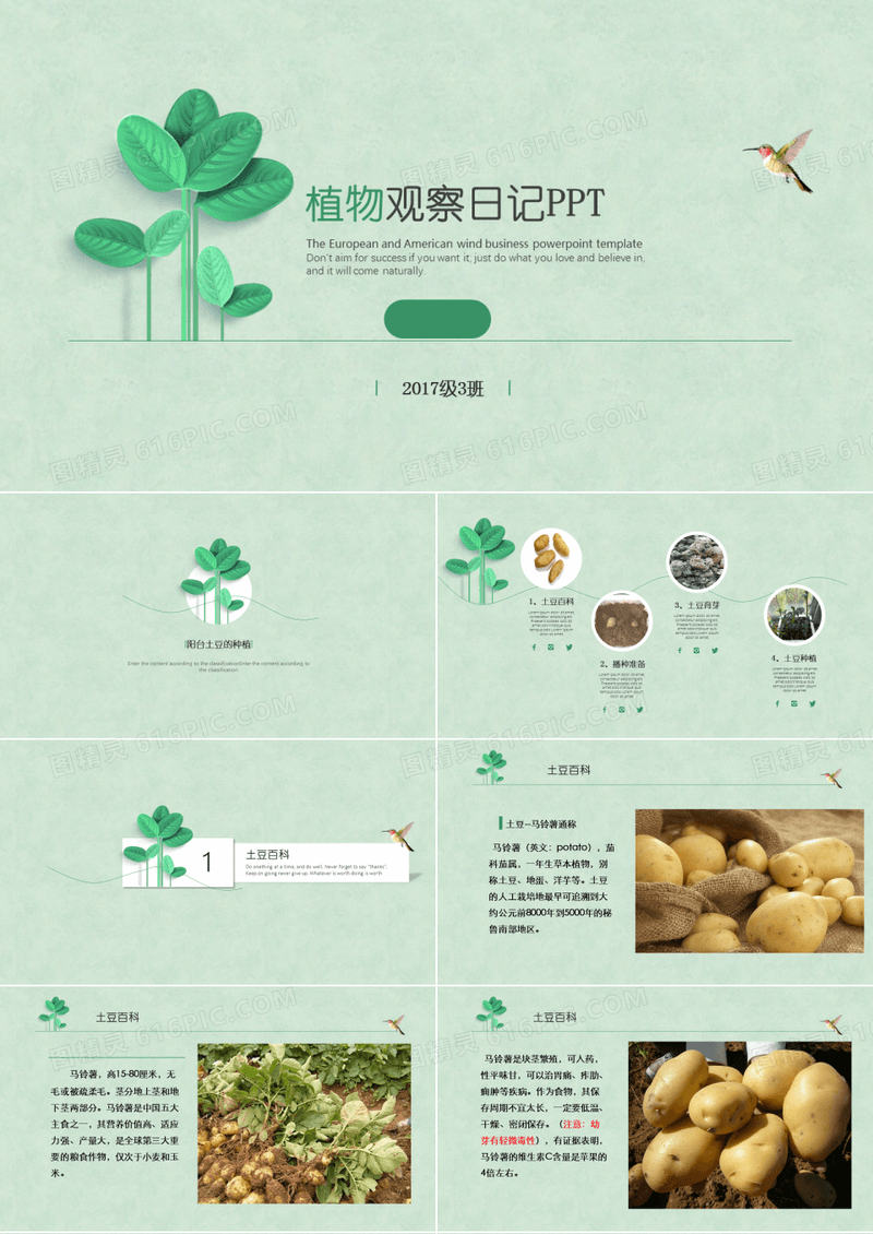植物观察PPT