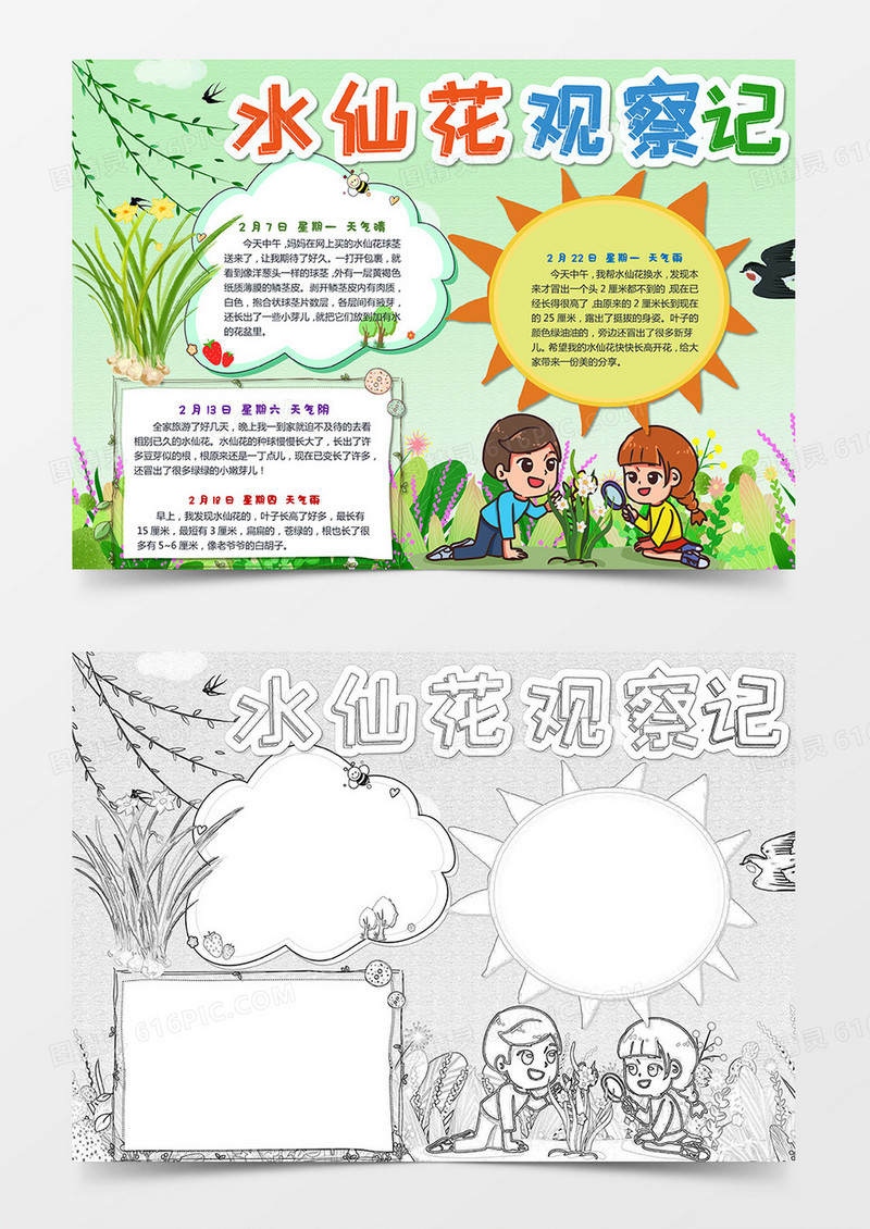 水仙花观察日记小报水仙花种植水仙花小学生手抄报