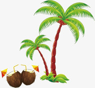 椰子树椰子