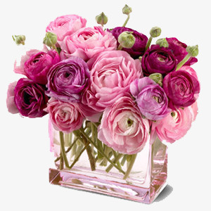 庆典花卉绿植花卉  粉色浪漫玫瑰