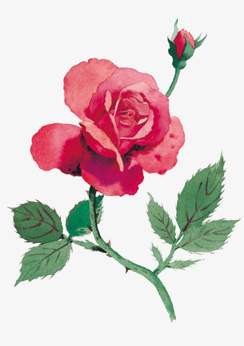 抽象鲜花图片植物花卉素材 月季 玫瑰