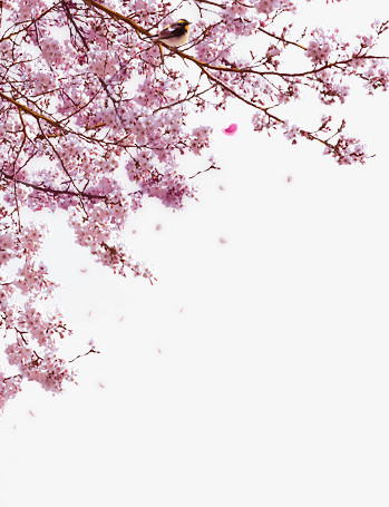 樱花树写实