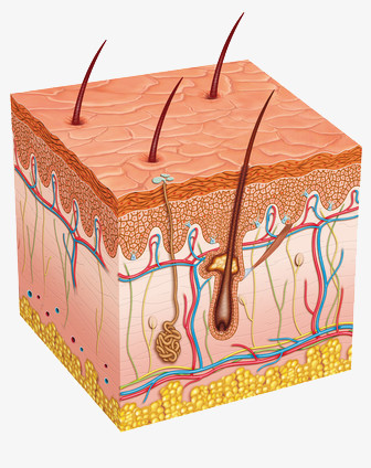 皮肤解剖图