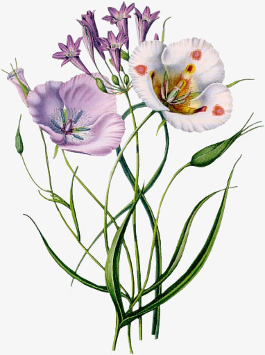 花