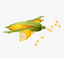 玉米 掰开的玉米 玉米粒