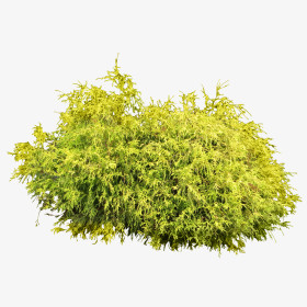灌木