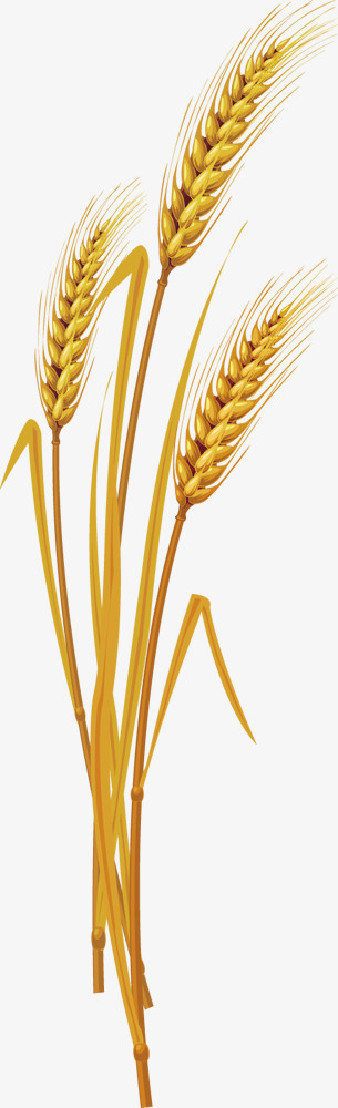 金色稻穗粮食元素