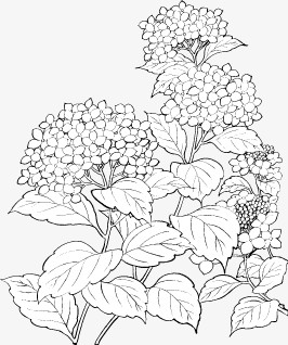 花串