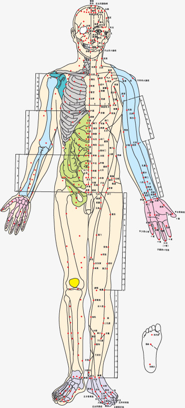 穴位图