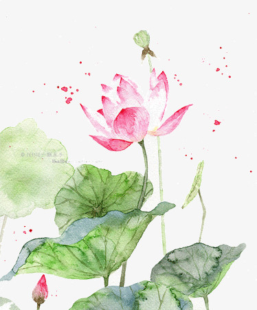 荷花