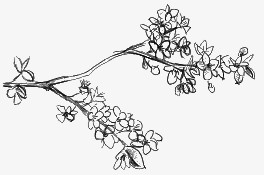 手绘花