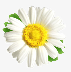 白色简约太阳花