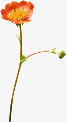橙花