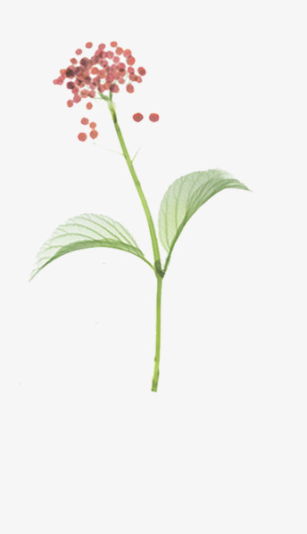红景天