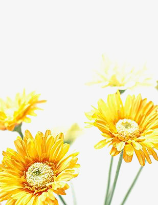 黄色金盏花