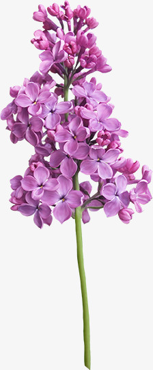 紫花