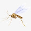 mosquito icon