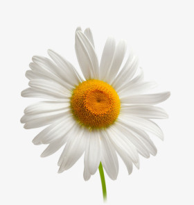 白菊花表情包图片