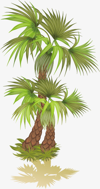 椰树