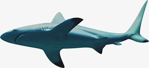 鱼 大白鲨鱼 热带鱼 蓝色