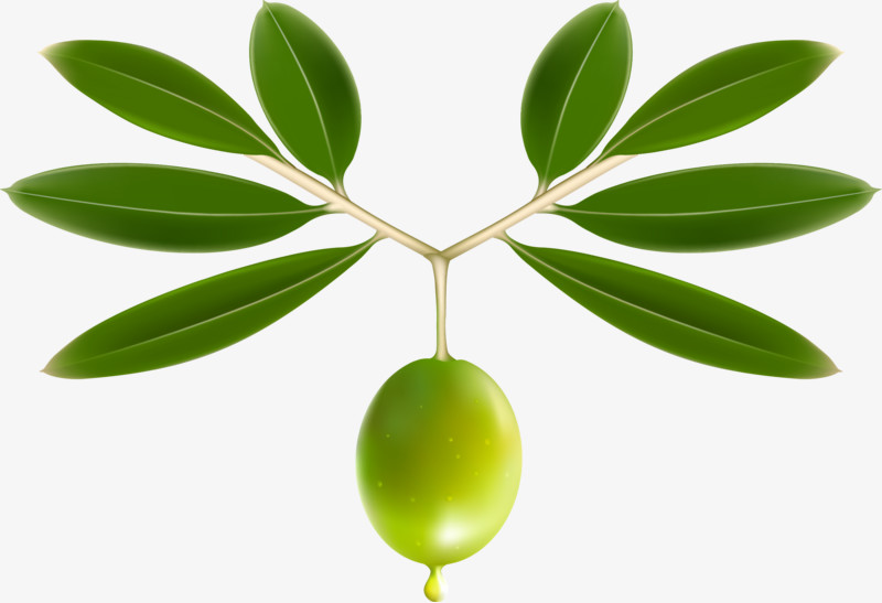 橄榄