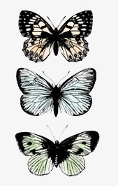 三只蝴蝶