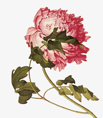 抽象鲜花图片素材花卉 卡通手绘牡丹花