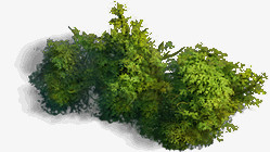 绿色植物