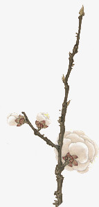 花枝