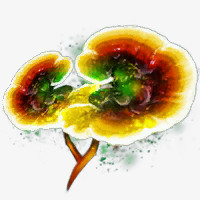 灵芝