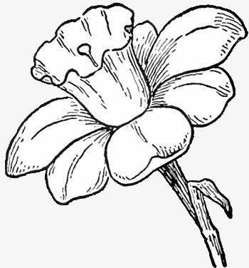 关键词:素描黑白花线稿黑白素描花朵简笔画图精灵为您提供素描黑白花