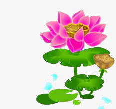 荷花