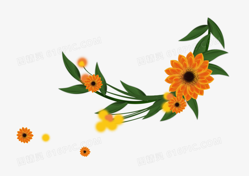 黄色植物太阳花