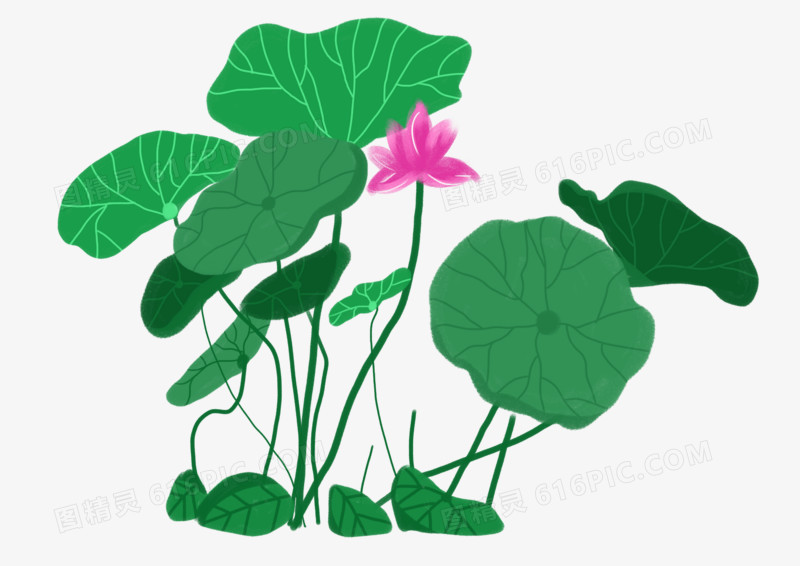 手绘插画简约清新荷花荷叶