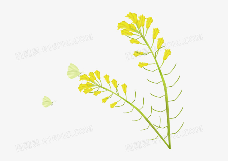 唯美植物油菜花