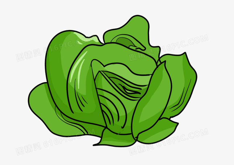 手绘卡通蔬菜卷心菜