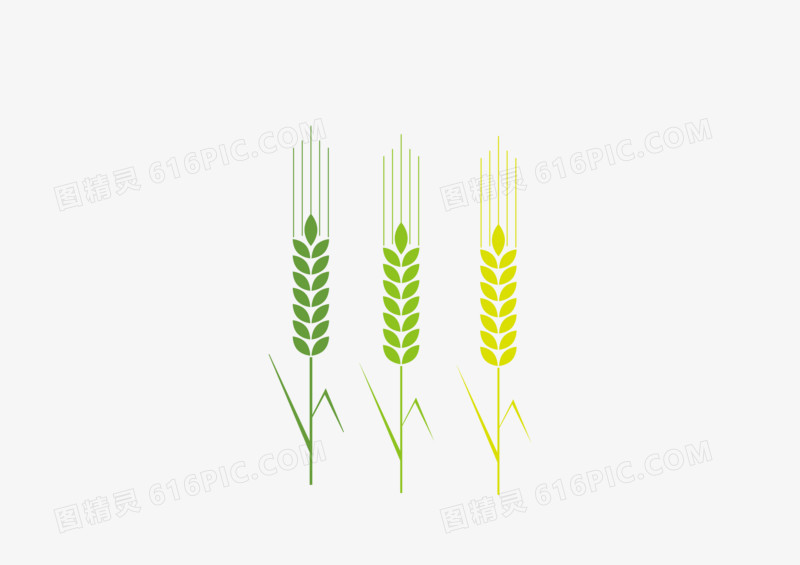 绿色渐变手绘小麦素材图