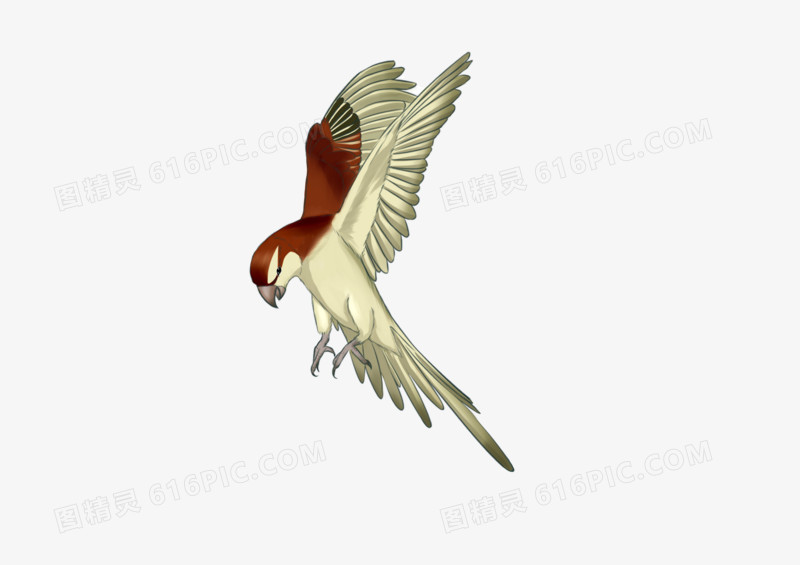 手绘卡通彩色创意鸟类可爱动物鹦鹉小鸟元素免扣