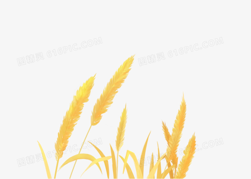 芒种麦子稻穗稻子熟了漂浮小元素