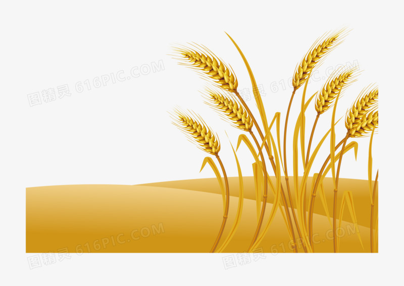 芒种之手绘矢量金灿灿的稻谷