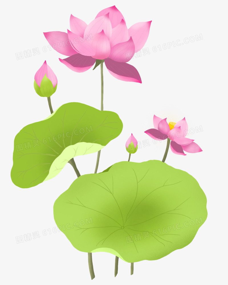 荷花矢量元素插画